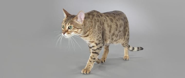 chat savannah